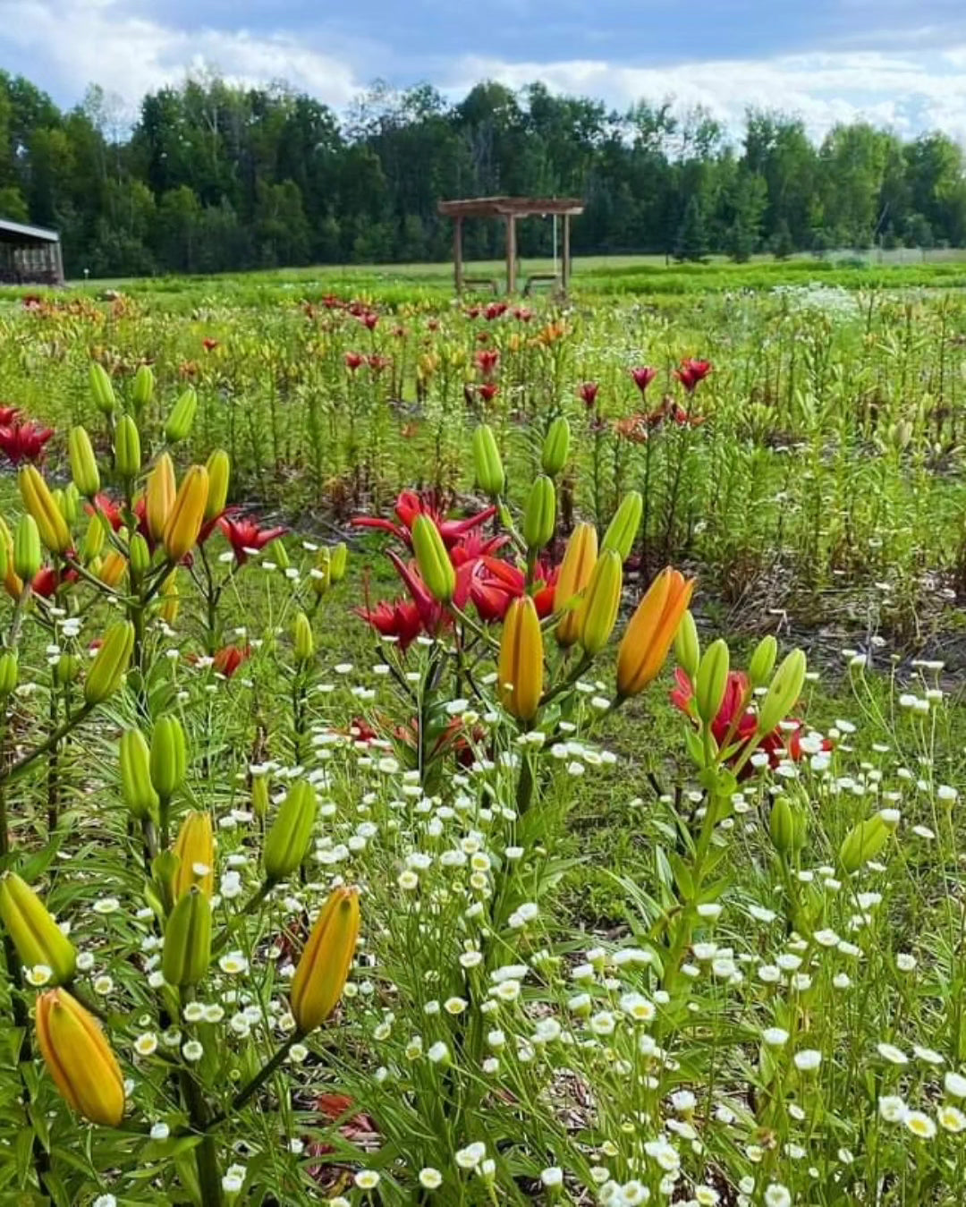Wildflower Owl Forest Farm Minis
